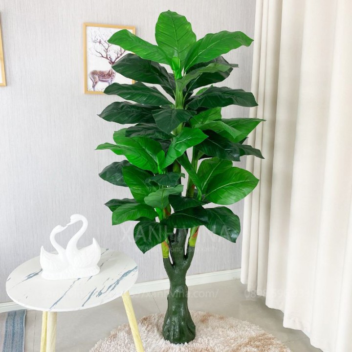 Cây Vạn Niên Thanh Giả Đẹp Như Thật